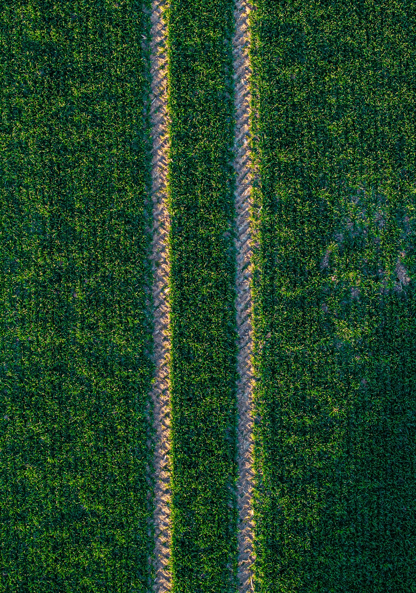 Reifenspuren eines Traktors in einem grünen Feld aus der Vogelperspektive